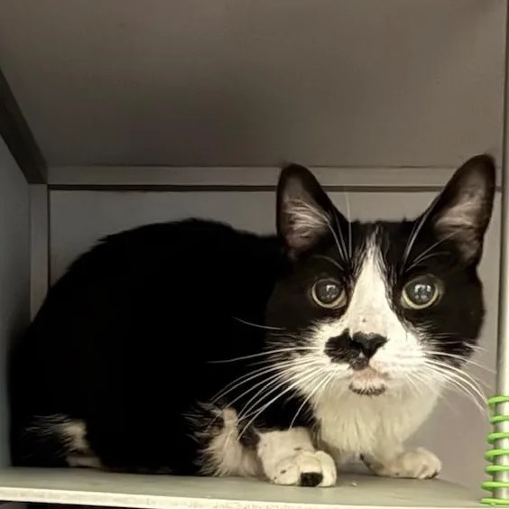 A senior large-sized male Black & White / Tuxedo Domestic Short Hair cat named Oreo for adoption in Honesdale, PA