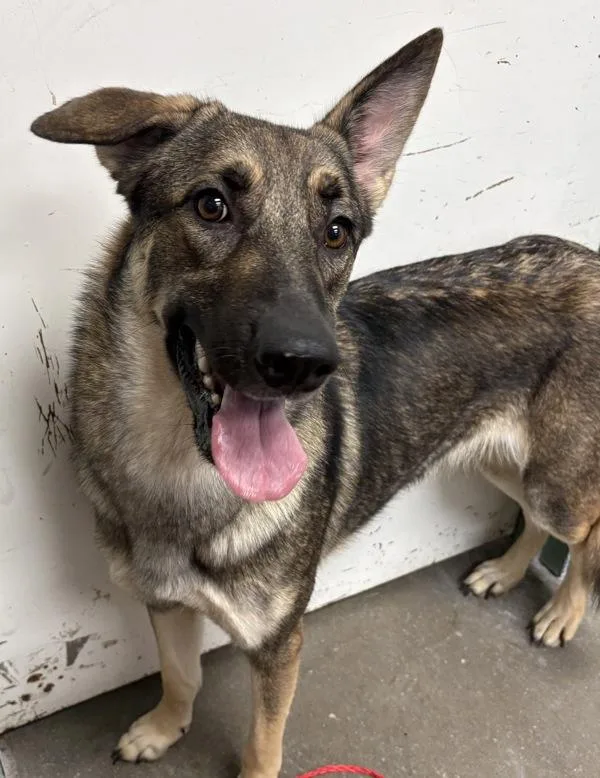 An adult large-sized female German Shepherd Dog dog named Nebula for adoption in Rio Rancho, NM
