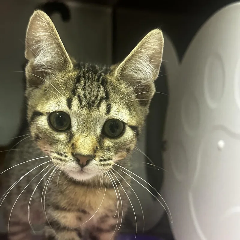 A baby small-sized male Brown / Chocolate Domestic Short Hair cat named Terry for adoption in Murray, UT