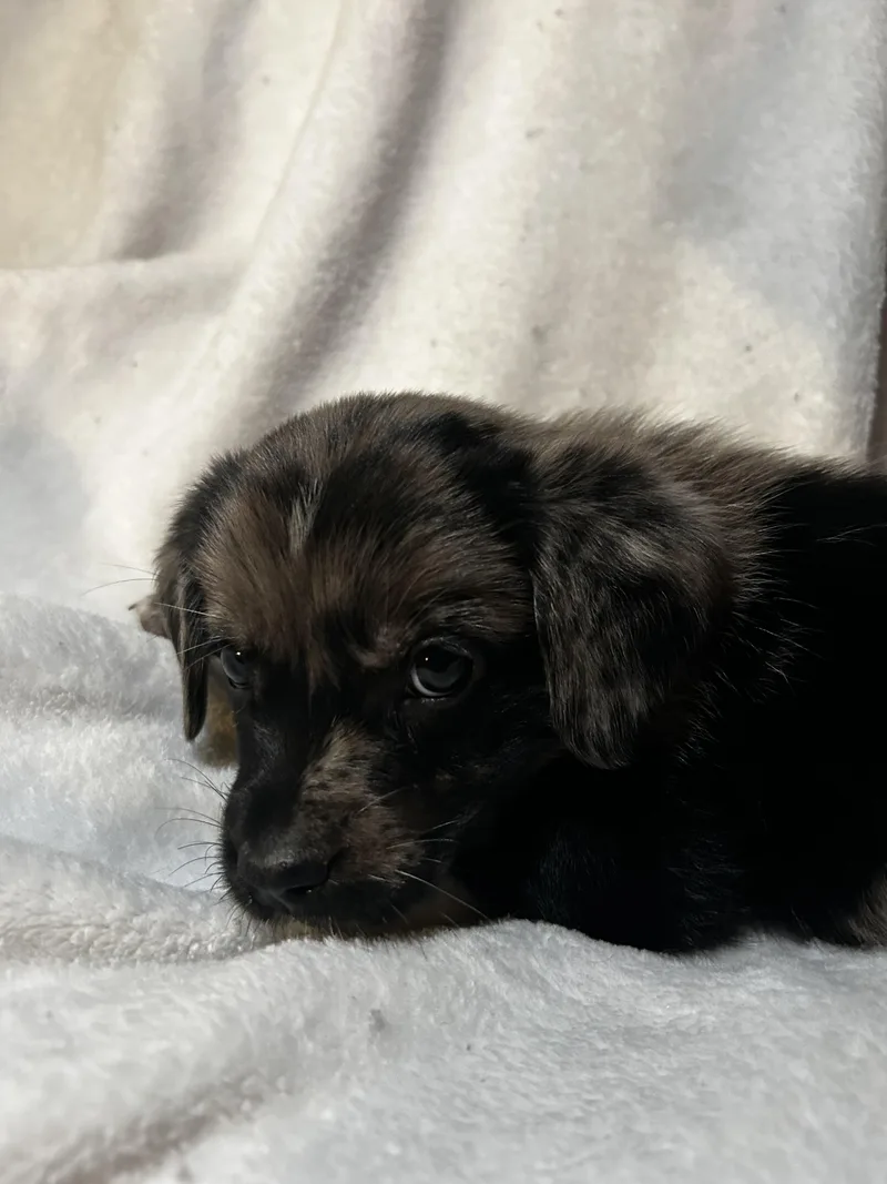 A baby medium-sized male Australian Shepherd dog named Scar for adoption in Carnegie, OK