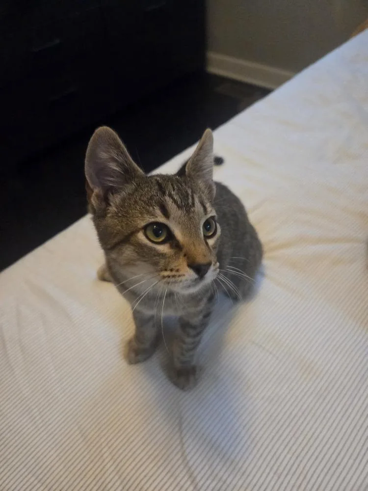 A baby small-sized male Gray / Blue / Silver Domestic Short Hair cat named Mario for adoption in Henrico, VA