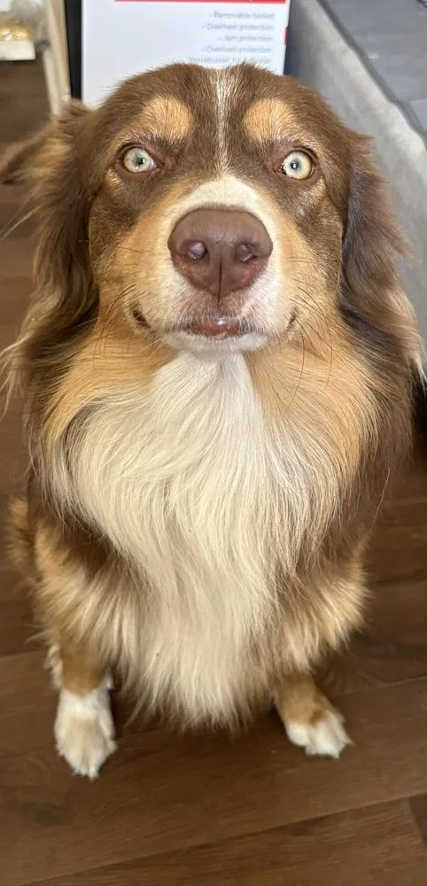 An adult large-sized male Australian Shepherd dog named Finn for adoption in Ontario, CA