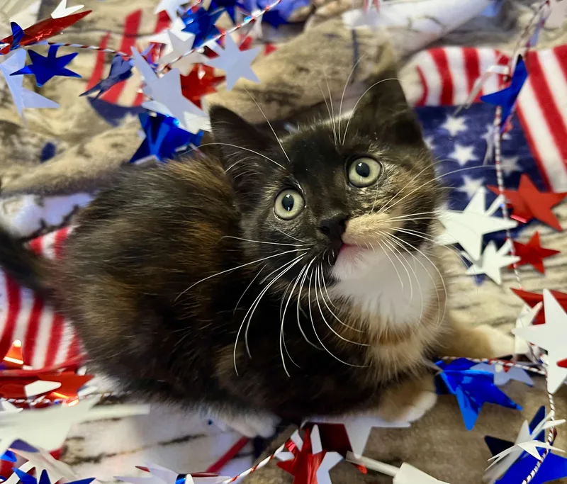A baby medium-sized female Calico Domestic Short Hair cat named Bows for adoption in Rocky Hill, CT