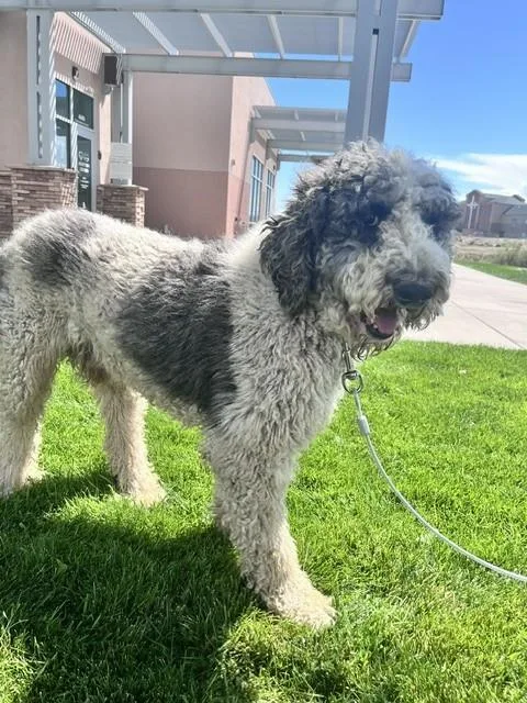 A young large-sized male Poodle dog named Rex for adoption in Pueblo, CO