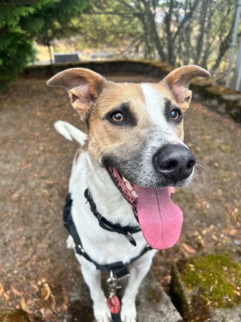 Piper