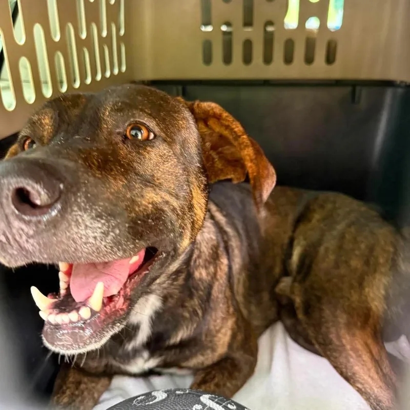 An adult medium-sized male Brindle Mixed Breed dog named Stubby Stray Hold for adoption in Huntington, WV