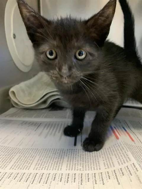 A baby small-sized female Domestic Short Hair cat named Grape for adoption in San Jose, CA