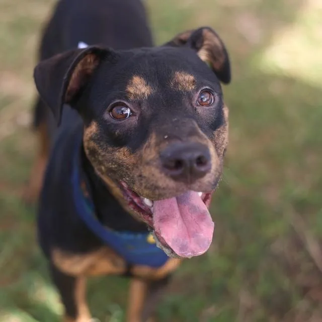 A young medium-sized female American Staffordshire Terrier dog named Mocha for adoption in San Antonio, TX