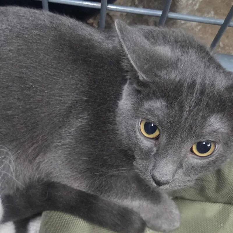 A young medium-sized male Gray / Blue / Silver Domestic Short Hair cat named Barkquavious for adoption in Union, MO