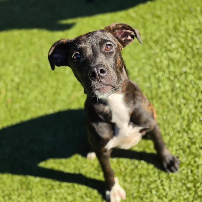 A young medium-sized male Brindle Mixed Breed dog named Brad Pitt for adoption in Greensboro, NC