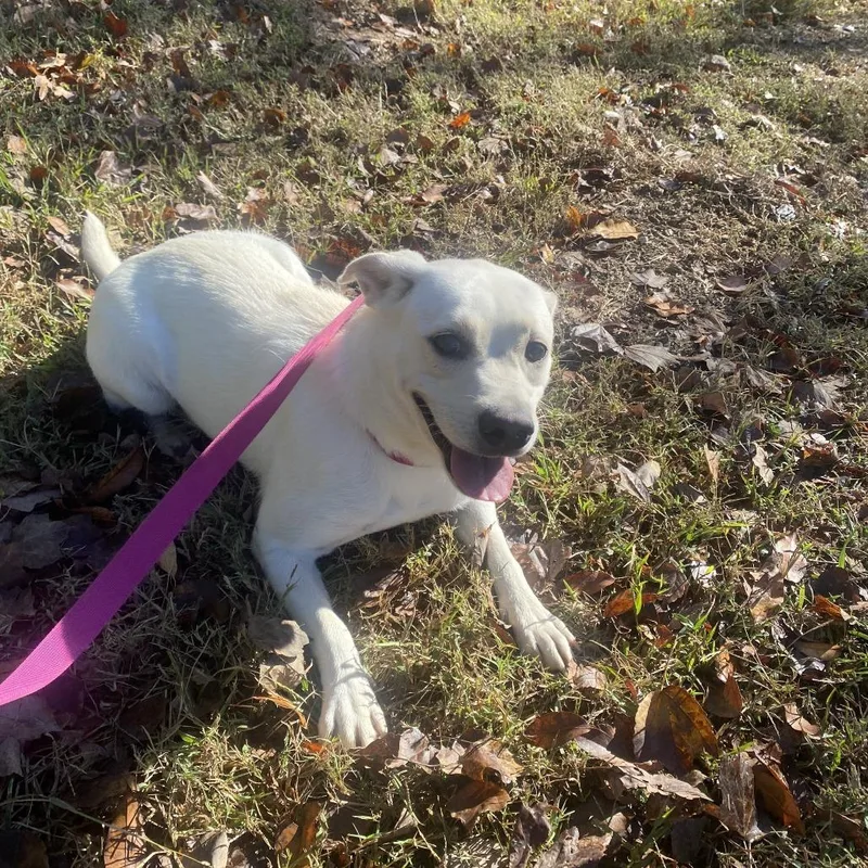 A young medium-sized female White / Cream Pug dog named Bird for adoption in Chillicothe, IL