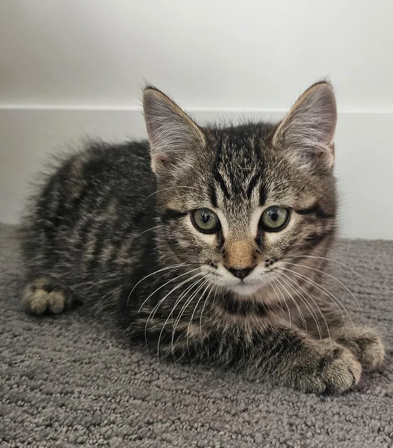 A baby small-sized male Domestic Short Hair cat named Lancelot for adoption in Ogden, UT