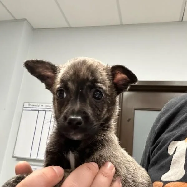 A baby small-sized female Brindle Chihuahua dog named Emu for adoption in Durango, CO