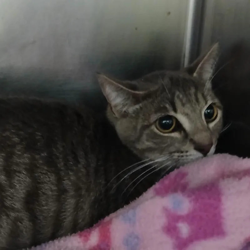A young small-sized female Gray / Blue / Silver Domestic Short Hair cat named Ella Bella for adoption in New York, NY