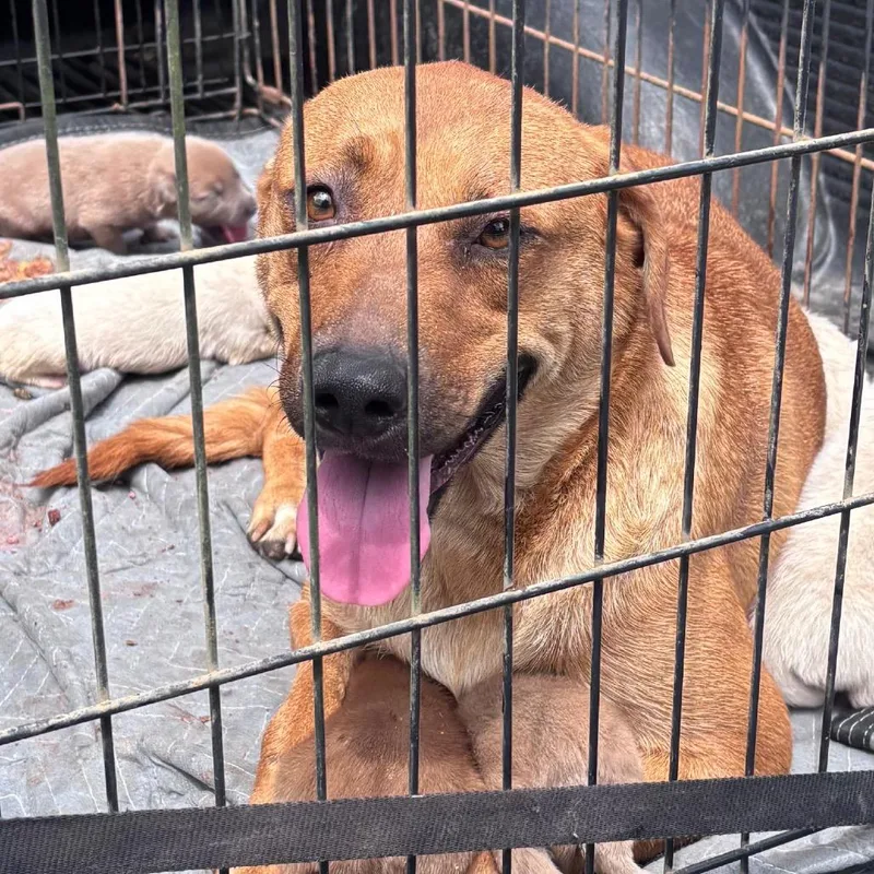 An adult medium-sized female Brown / Chocolate Mixed Breed dog named straythStreet for adoption in Columbus, GA