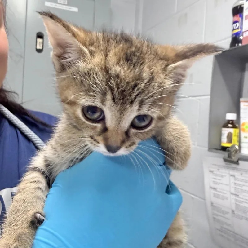 A baby small-sized female Brown / Chocolate Domestic Short Hair cat named Butter for adoption in Summerville, SC
