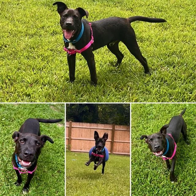 A young medium-sized male Labrador Retriever dog named Hey Jo for adoption in Brewster, MA