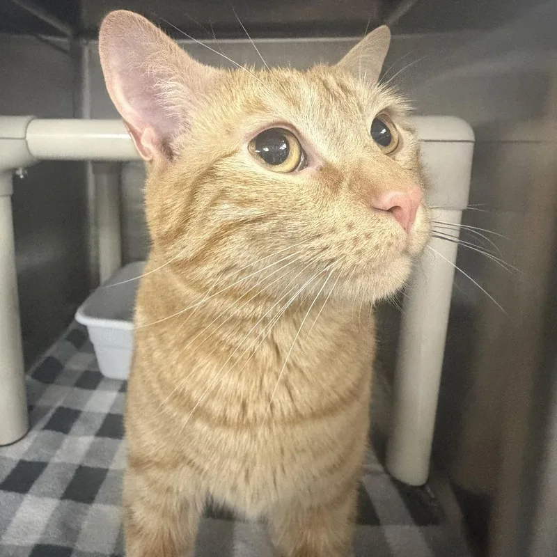 A young large-sized male Orange / Red Domestic Short Hair cat named Suede for adoption in Marion, VA