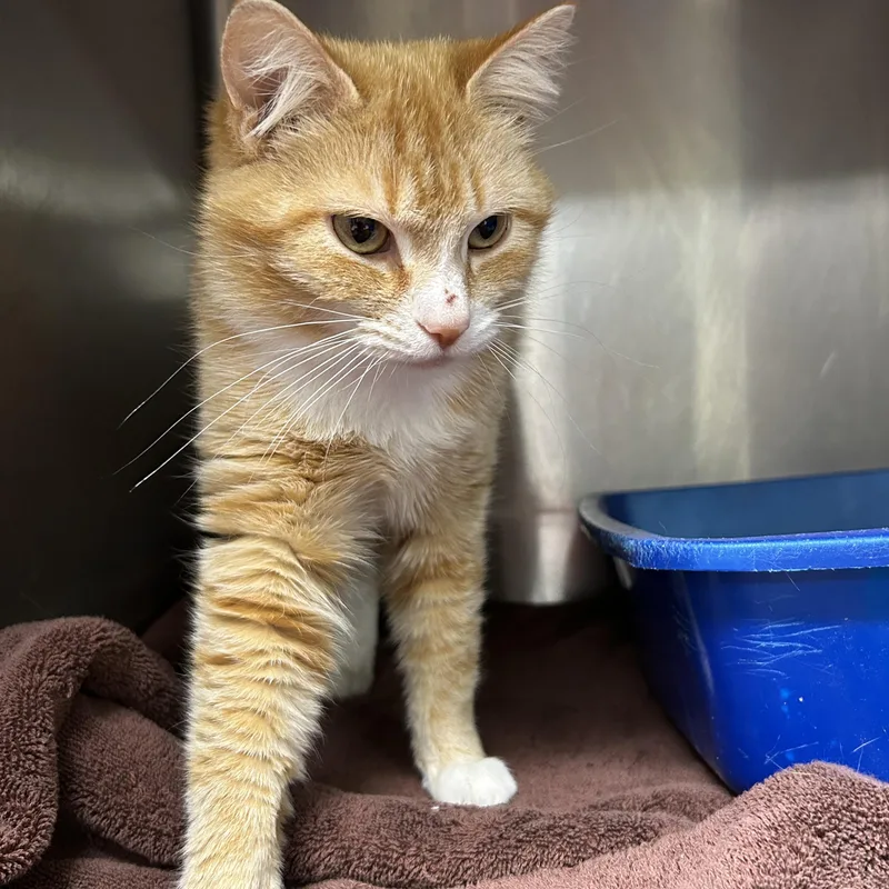 An adult medium-sized female Orange & White Domestic Short Hair cat named Cher for adoption in La Grange Park, IL