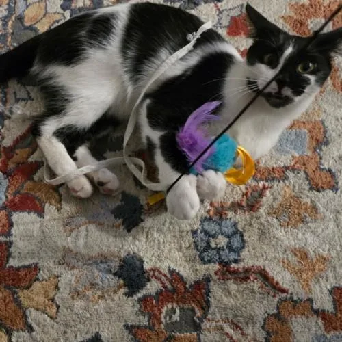 A baby small-sized female Tuxedo cat named Dotti for adoption in Gilbert, AZ