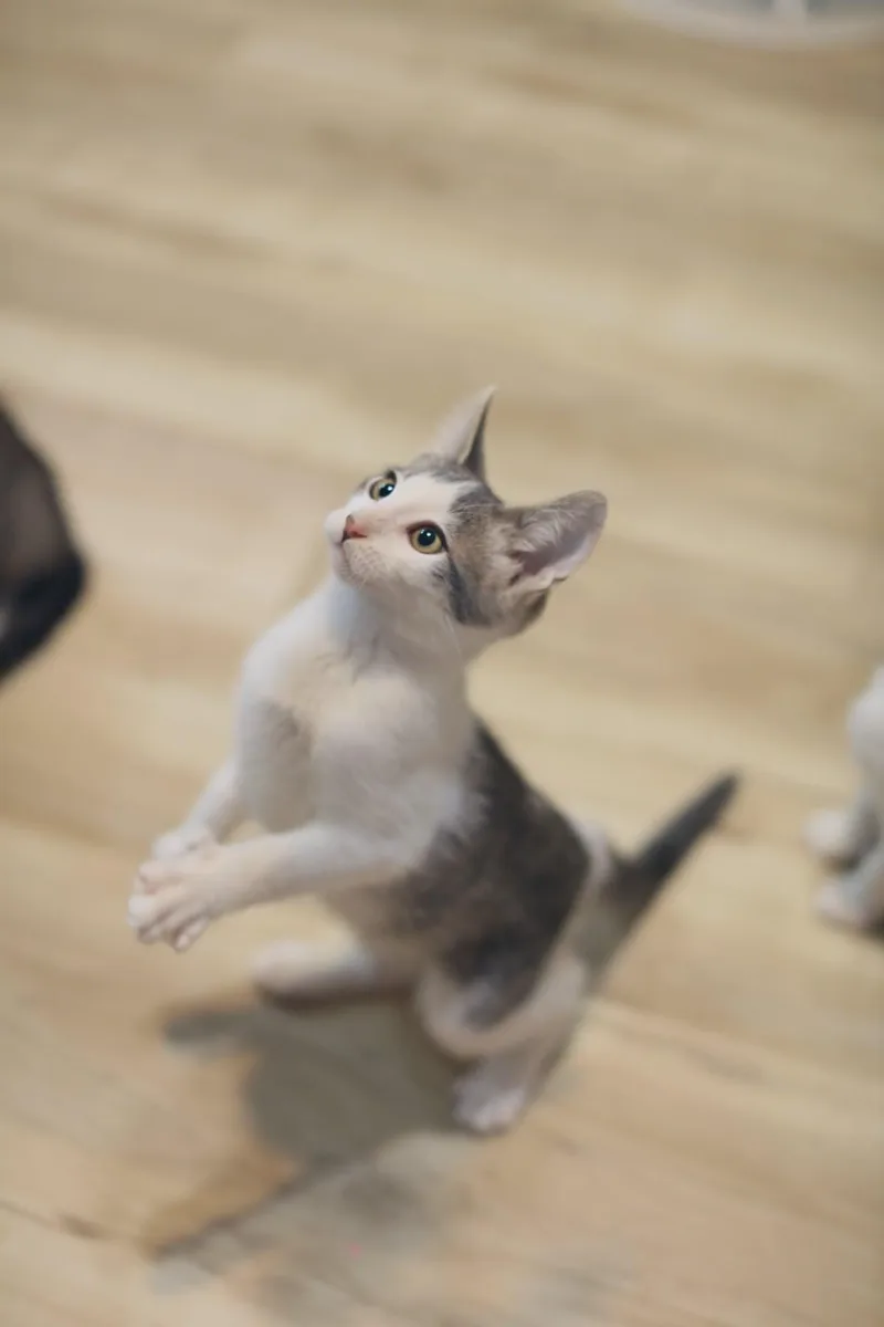 A baby medium-sized male White Domestic Short Hair cat named Albatross for adoption in Pasco, WA