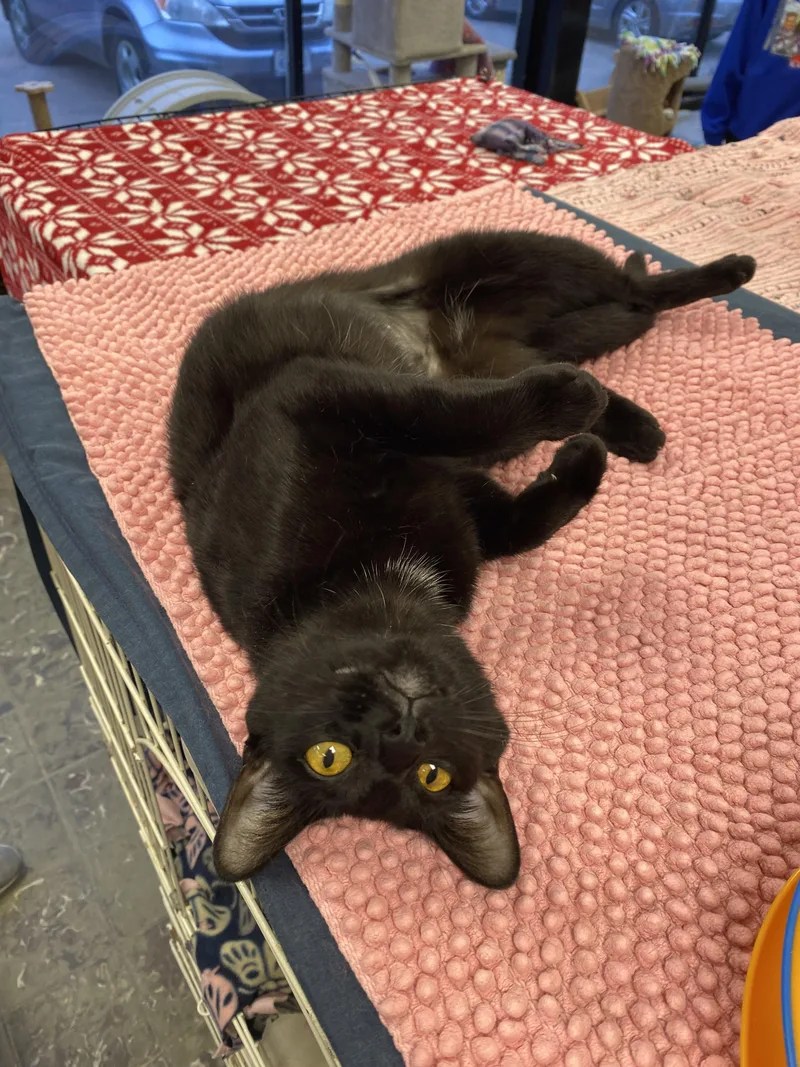 A young medium-sized female Domestic Short Hair cat named Midnight for adoption in Hamburg, NY