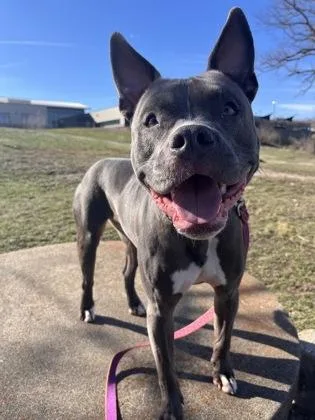 An adult large-sized male Gray / Blue / Silver Pit Bull Terrier dog named Mattel for adoption in Kansas City, MO