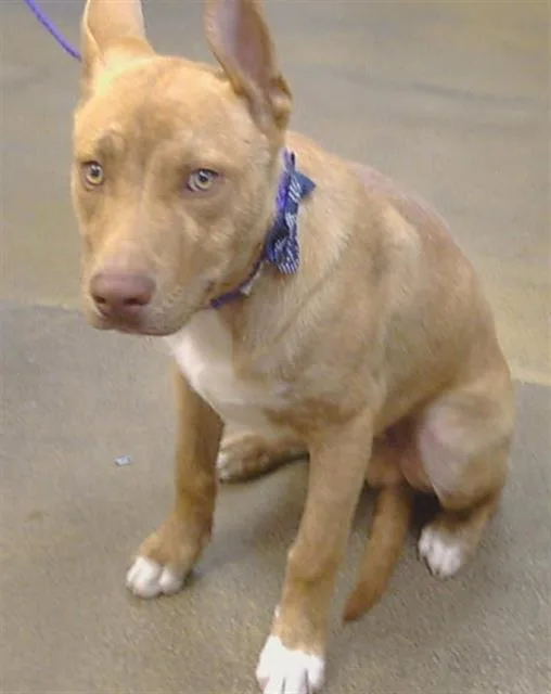 A young medium-sized male Pit Bull Terrier dog named Midas for adoption in Sacramento, CA