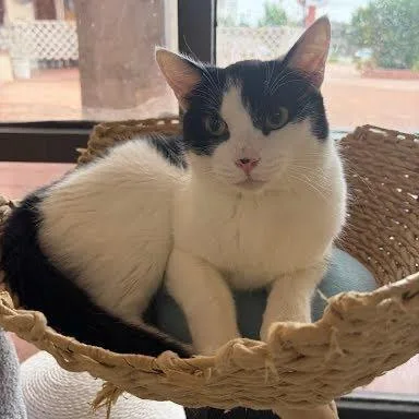 A young small-sized male Black Domestic Medium Hair cat named Smudge for adoption in Tustin, CA