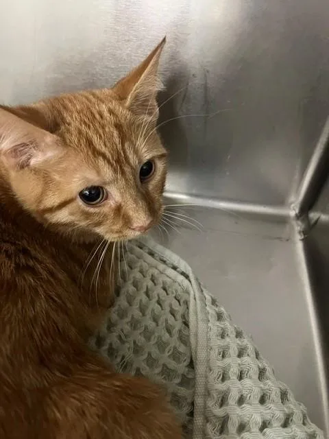 A baby small-sized male Domestic Short Hair cat named Denali for adoption in Fayetteville, NC