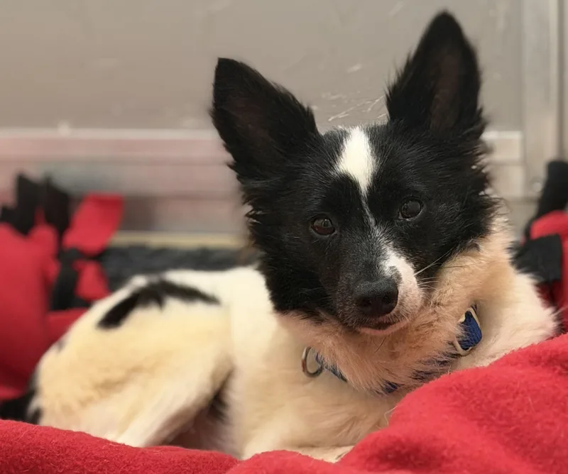 An adult small-sized female Black Shetland Sheepdog / Sheltie dog named Myrtle for adoption in Pawleys Island, SC