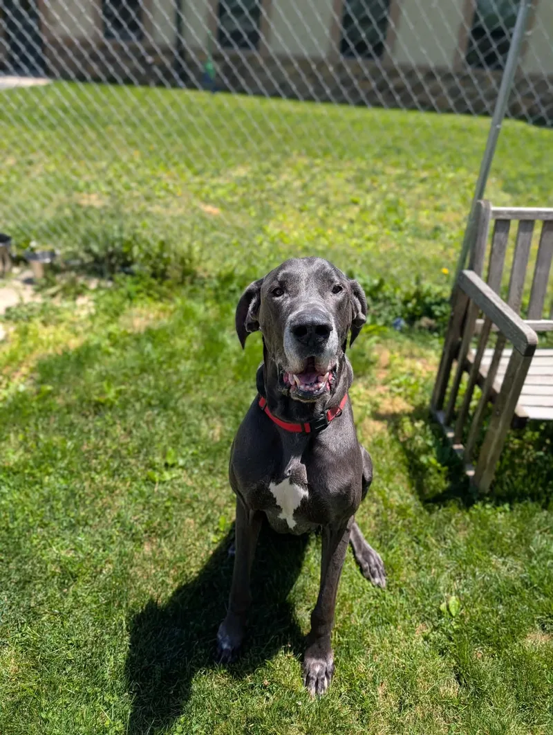 An adult extra large-sized male Gray / Blue / Silver Great Dane dog named Baloo for adoption in Chambersburg, PA