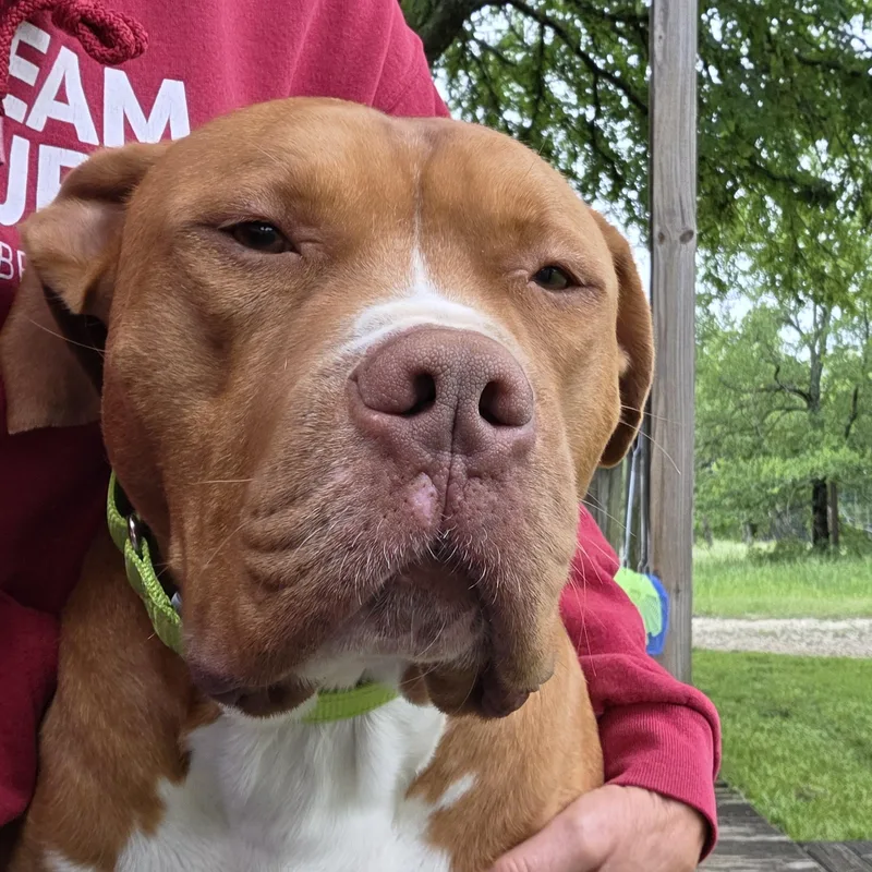 Rowan  Handsome And thumbnail 2