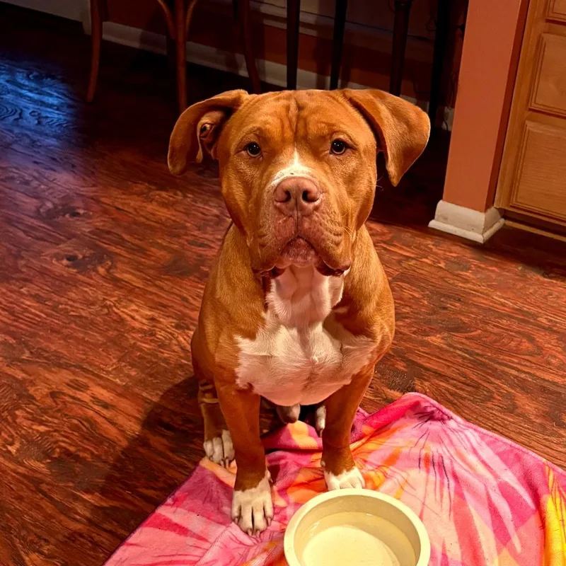 Rowan  Handsome And thumbnail 4