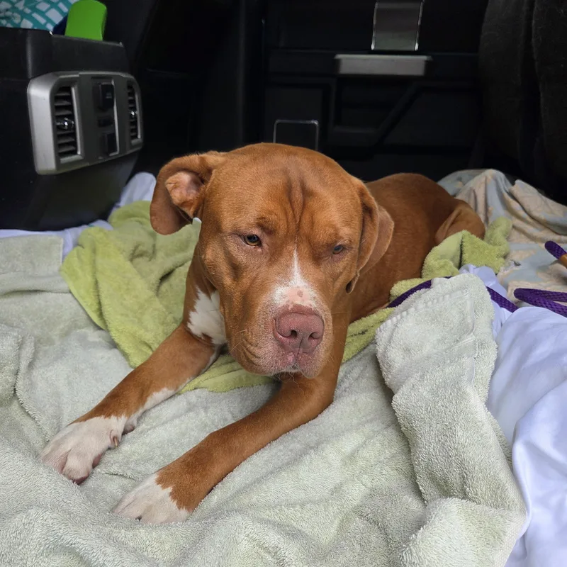 Rowan  Handsome And thumbnail 5