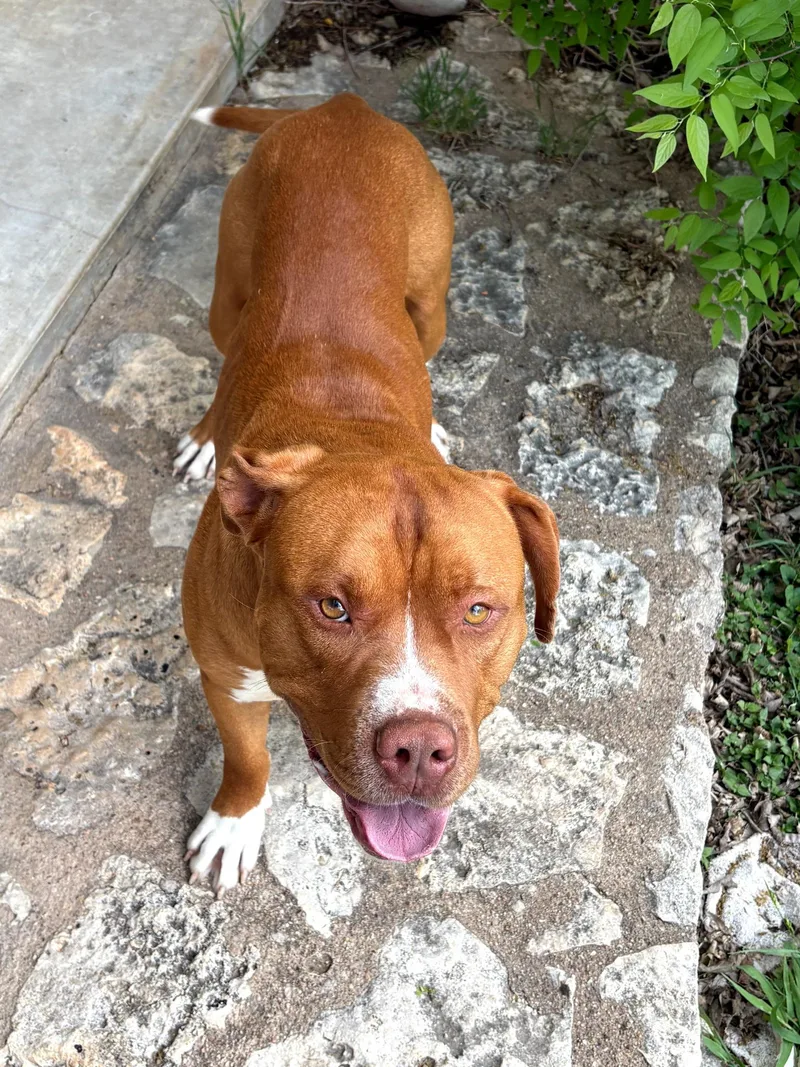 A young large-sized male Red / Chestnut / Orange Pit Bull Terrier dog named Rowan  Handsome And for adoption in Stephenville, TX