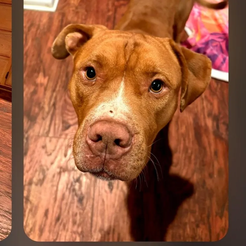 Rowan  Handsome And thumbnail 6