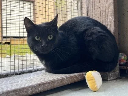 A young medium-sized female Black Domestic Short Hair cat named Sally for adoption in Cashiers, NC
