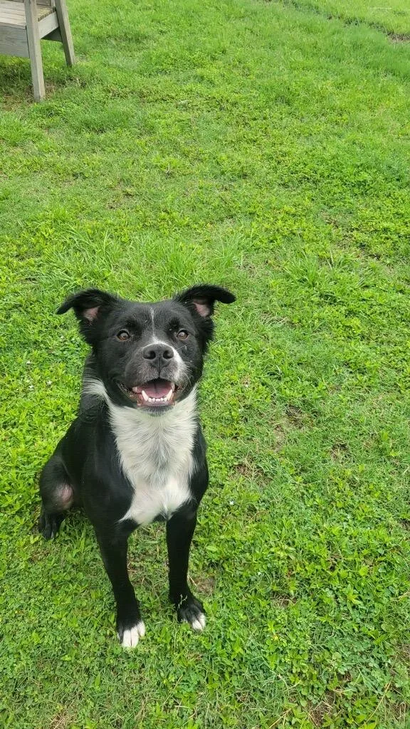 A young large-sized male Mixed Breed dog named Roman for adoption in Metter, GA