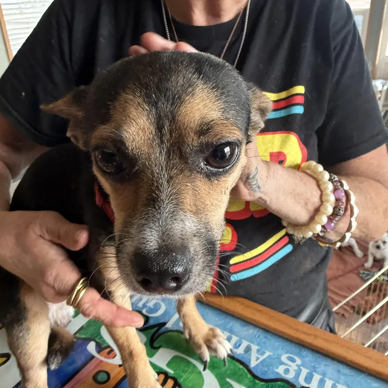 A young small-sized male Tricolor (Brown, Black, & White) Chihuahua dog named Louis for adoption in Deming, NM