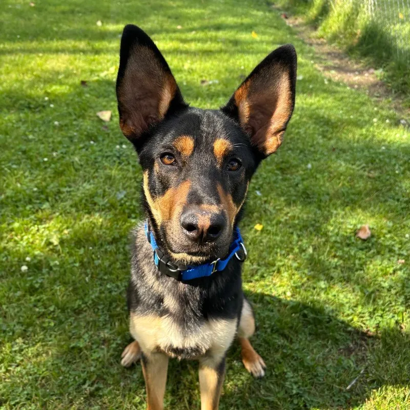 A young medium-sized male Brown / Chocolate German Shepherd Dog dog named Bear for adoption in Brookfield, WI