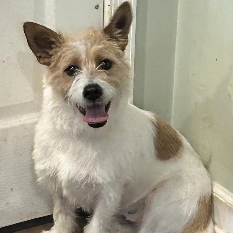 An adult small-sized male White / Cream Cairn Terrier dog named Scooter for adoption in Rockville, MD