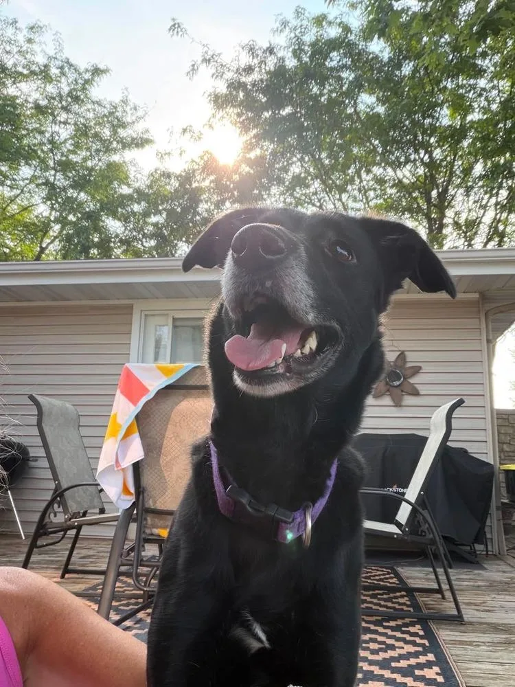 An adult large-sized female Black Labrador Retriever dog named Bella for adoption in Madison, WI