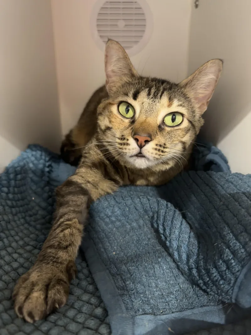 An adult medium-sized female Tabby (Brown / Chocolate) Domestic Short Hair cat named Gigi for adoption in Seattle, WA