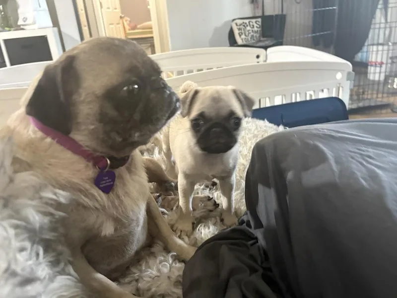 Clara Of Paola’s Pugtatoes