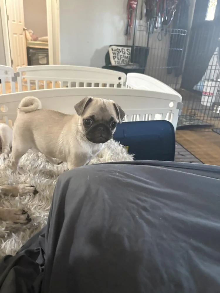 Clara Of Paola’s Pugtatoes thumbnail 3