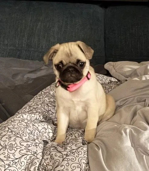 Clara Of Paola’s Pugtatoes thumbnail 4