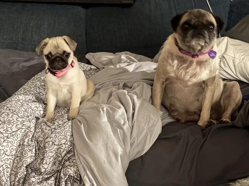 Clara Of Paola’s Pugtatoes thumbnail 5