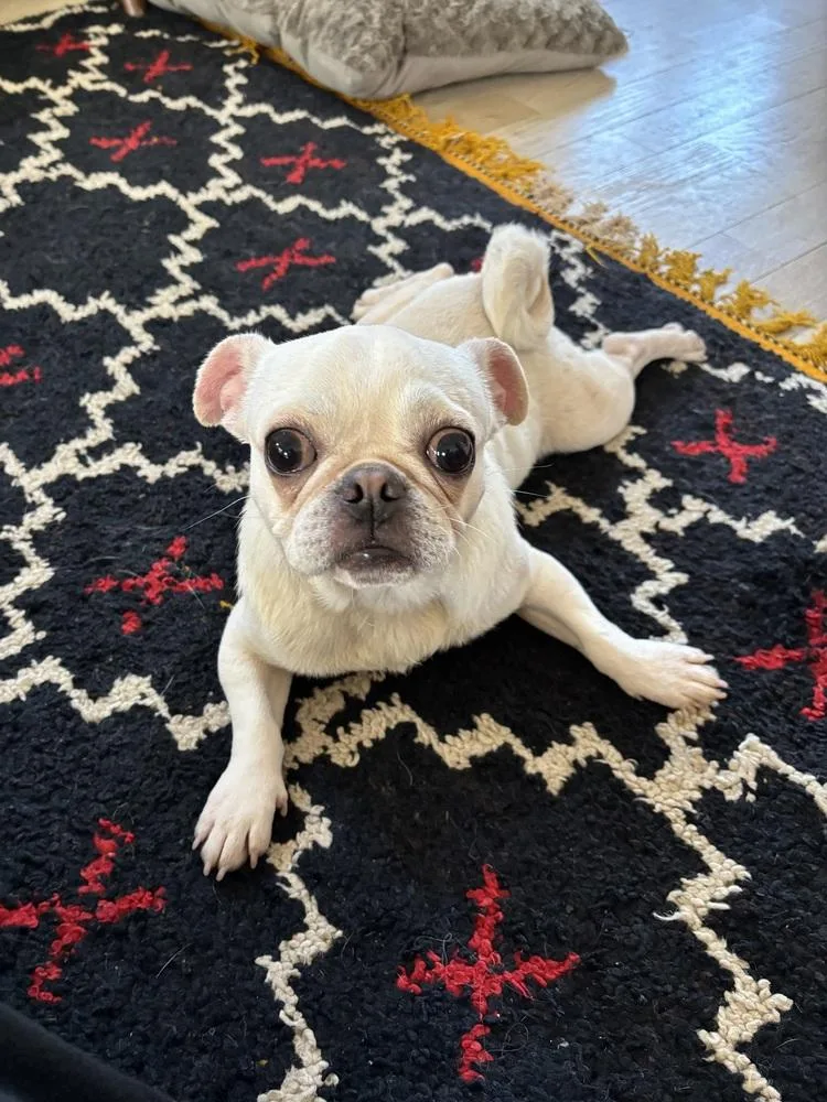 Clara Of Paola’s Pugtatoes thumbnail 6