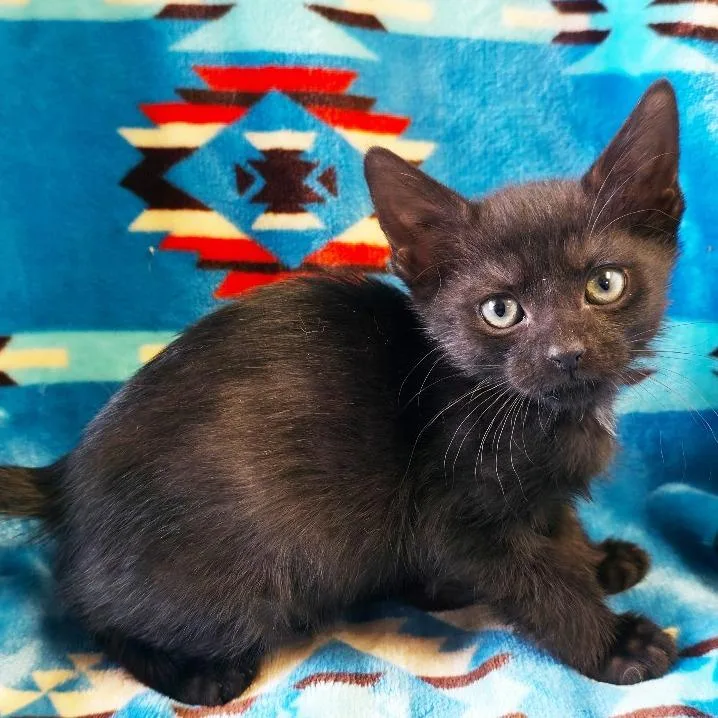 A baby small-sized female Black Domestic Short Hair cat named Sioux for adoption in Mount Juliet, TN